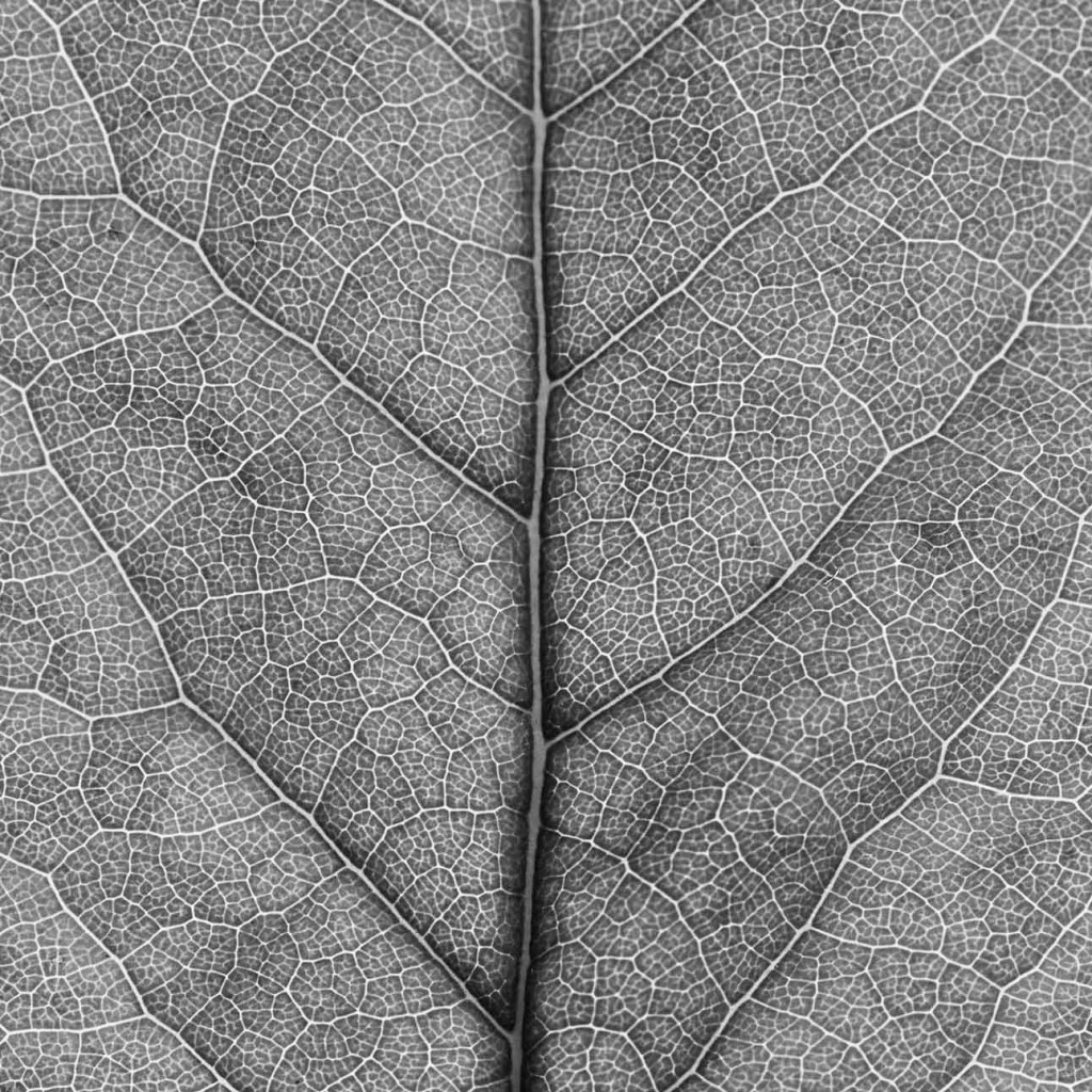 Fotografia naturalistica: macro close-up foglia in bianco e nero