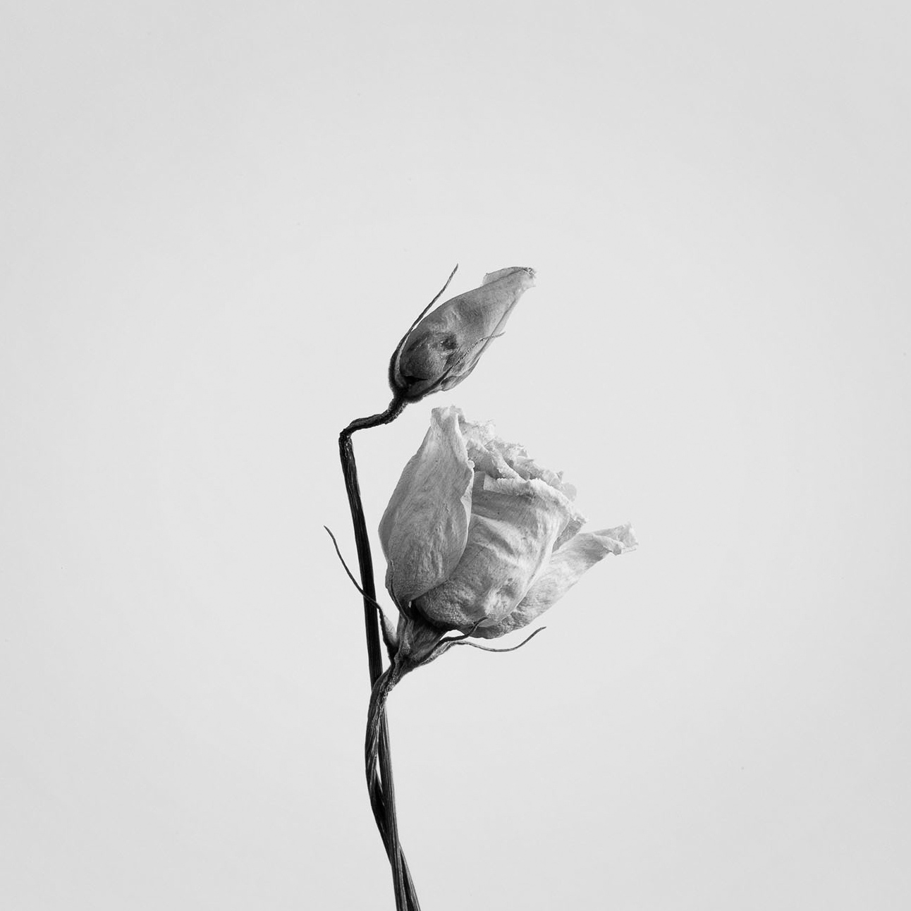 Fotografia naturalistica: rosa secca in bianco e nero - So close so far