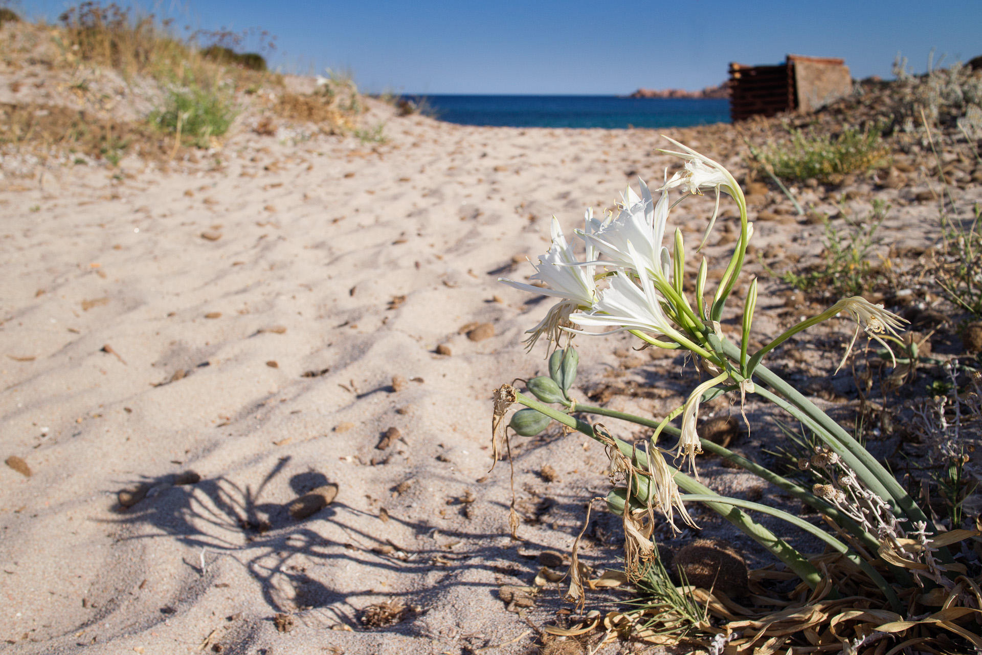 _nf sardegna la marinedda