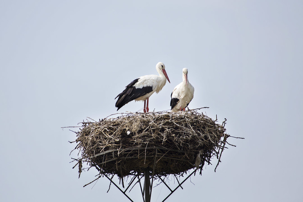 Storks near Białowieza forest
